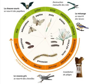 cycle de vie vie chenille processionnaire