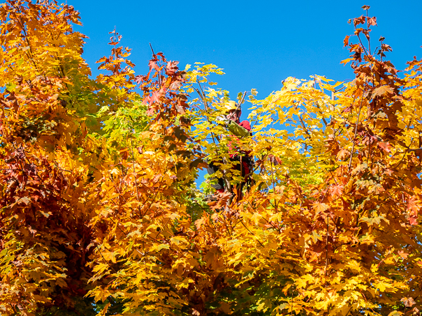taille arbre ariège automne