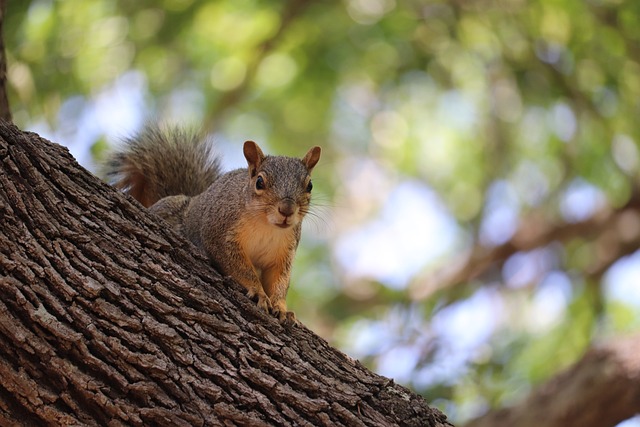 planter des arbres pour écureuil