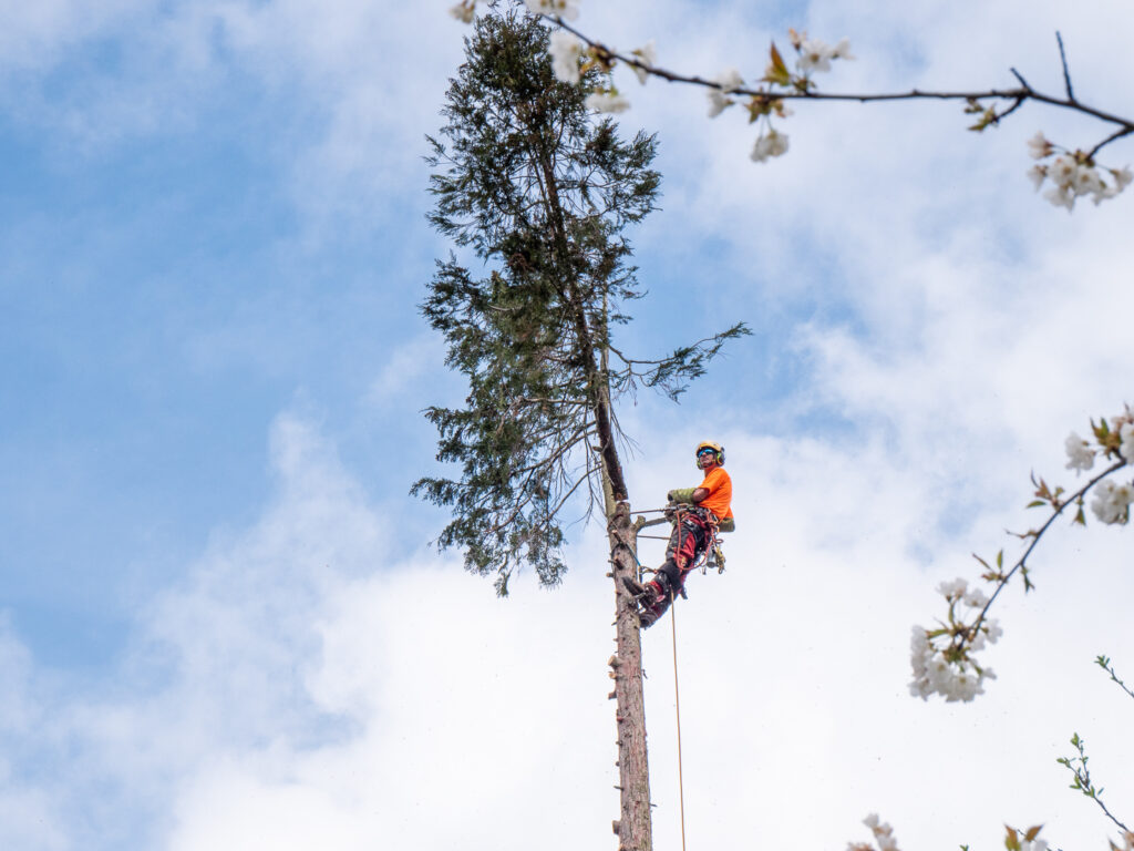 cut down your trees in Ariège