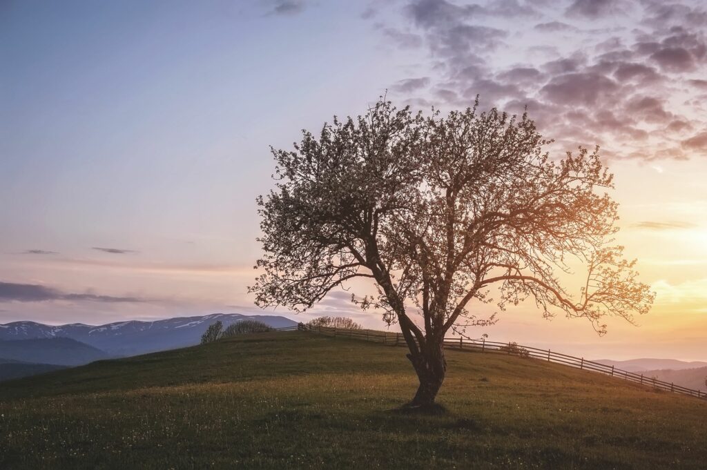 quels arbres planter en ariege