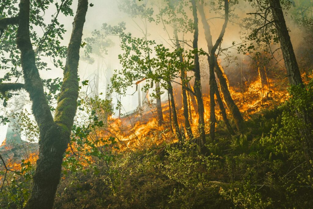 feu de broussailles