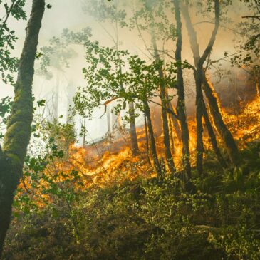 Débroussaillage pare-feu : les recommandations en Ariège