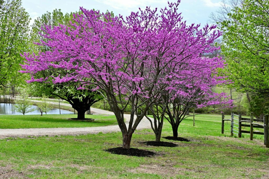 arbre de judée