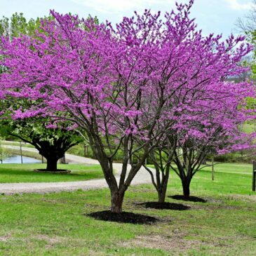 L’arbre de Judée : un joyau printanier pour votre jardin