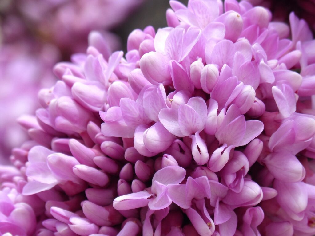 fleur arbre de judée