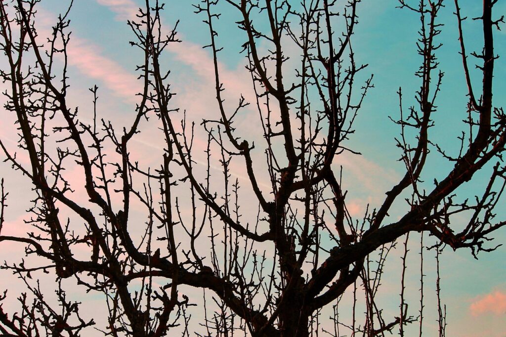 agenda élaguer arbres